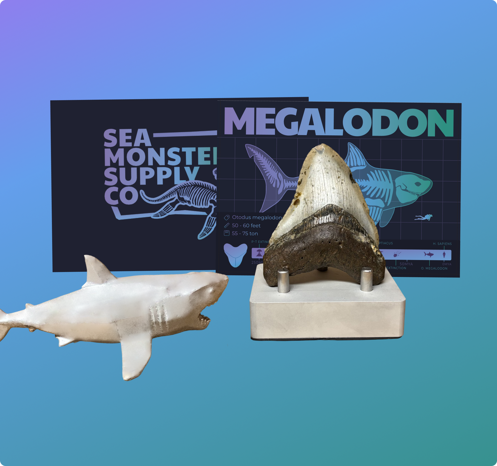 Megalodon Display #1