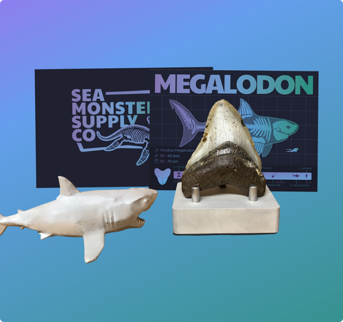 Megalodon Display #1
