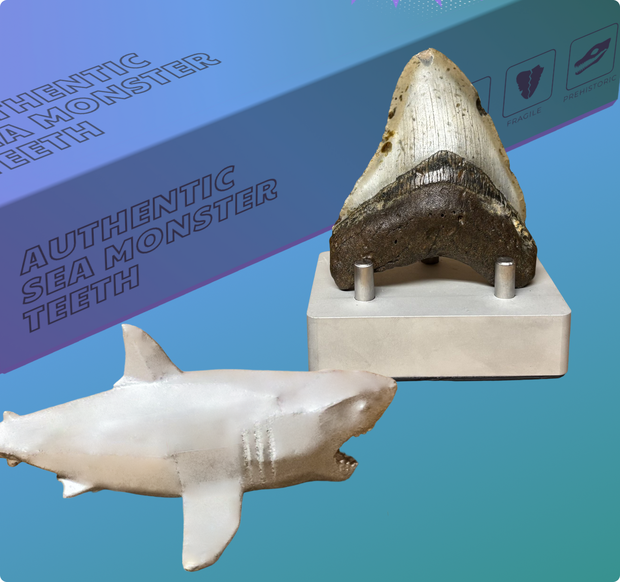 Megalodon Display #1