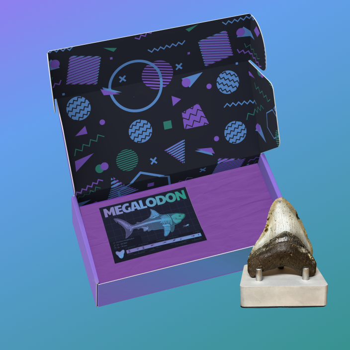 Megalodon Display #1