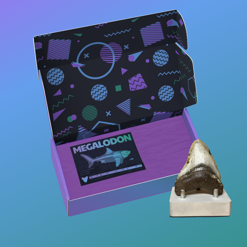 Megalodon Display #1